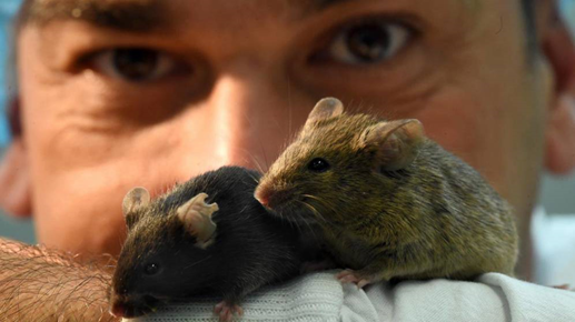 Logran curar la diabetes en ratones con un 'pncreas inyectable' creado en el laboratorio